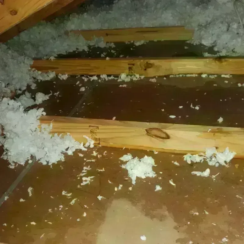 Attic Water Damage in Union Park, FL